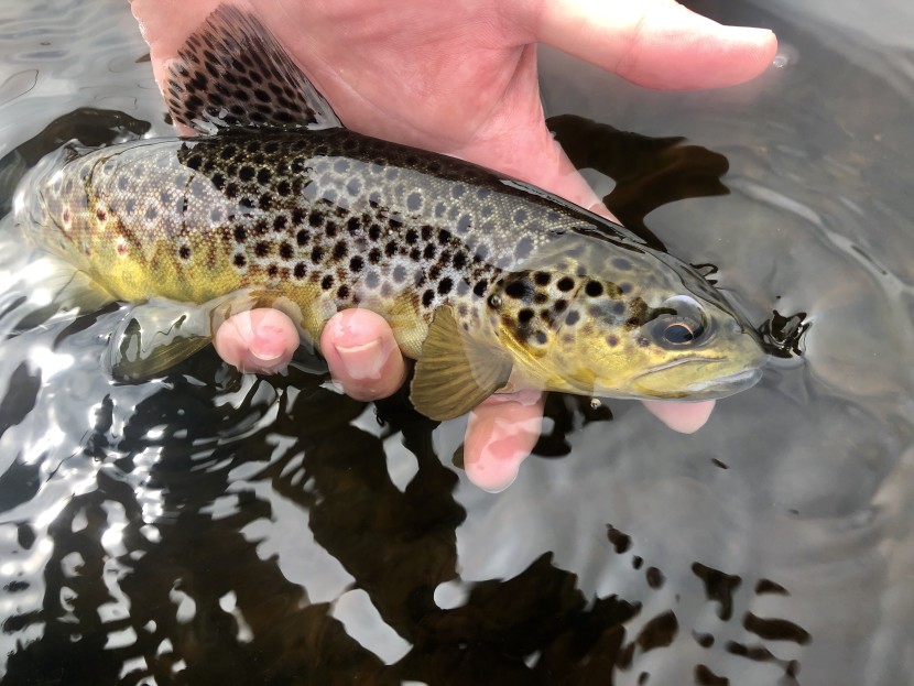 Gynon trout - Lyn Davies